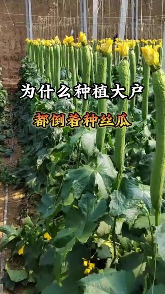 丝瓜倒着种才会长得又高又直#丝瓜种植 #蔬菜种植 #三农流量扶持计划