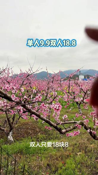 桃花盛开了 单人门票9.9双人18.8还可以免费看表演#桃花朵朵开 #桃花 #亲子游玩好去处 #赏花