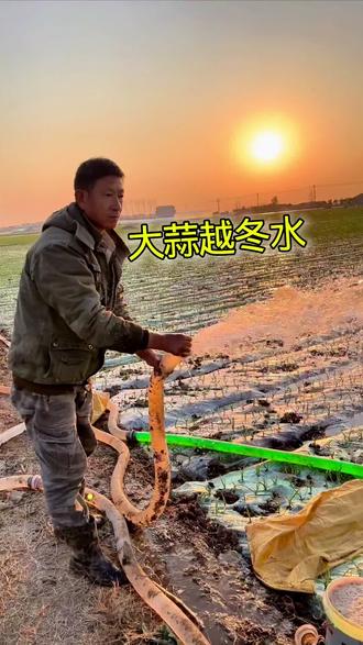大蒜越冬水!#大蒜种植 #三农 #农村生活