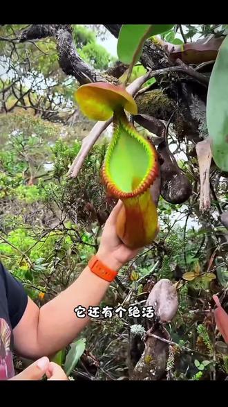会抓虫子的网红猪笼草!摆阳台超好看还超好养。 #猪笼草 #食虫植物 #阳台好养绿植 #新奇盆栽