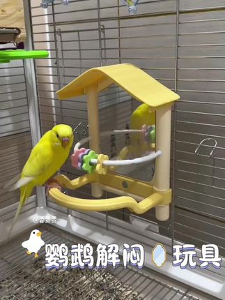#鹦鹉日常 #萌宠出道计划 #鹦鹉 #鸟笼鸟具#萌宠好物