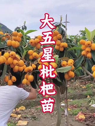 #果树苗 #枇杷树苗 #枇杷苗#枇杷 #枇杷种植技术