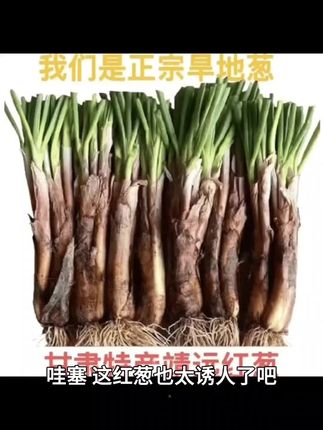 2025甘肃靖远红葱红皮味浓适合炒菜炖汤炒肉包邮