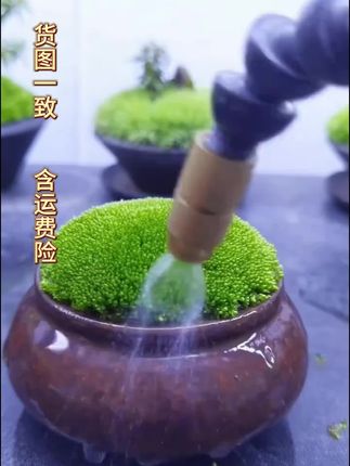 土培花卉盆栽必备苔藓孢子粉,绿油油的很治愈#绿植盆栽#废弃容器利用