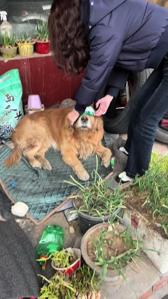 狗:我可能不是真的狗,但你一定是#我的刀盾 @菜腿琪琪