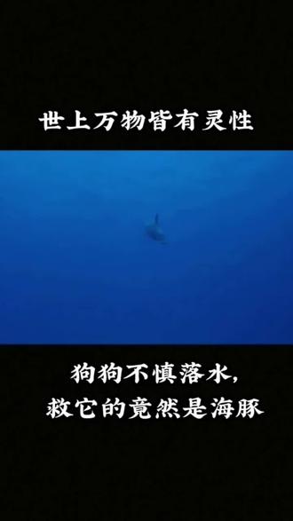 #动物的感情超乎我们的想象 小狗不慎落水 救他的竟然是海豚