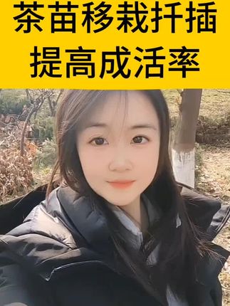 茶苗移栽扦插,提高成活率,就用#茶逢春#茶树种植#茶苗移栽