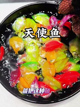 糖果色天使鱼,比彩虹还好看,比泥鳅还好养,很多人用它做闯缸鱼,不用过滤不用打氧也能活得自由自在! #天使鱼 #观赏鱼 #新手养鱼
