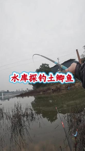 最佳到处都不起鱼,土鲫鱼连发也算不错! #野钓 #原来钓鱼才是抖音运动顶流 #地狱猫