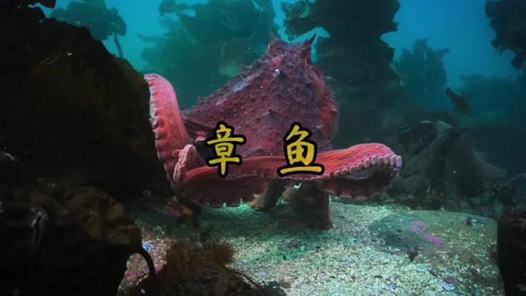 以生命为代价,换取孩子的新生#科普 #动物 #动物世界 ##知识科普 #动物科普