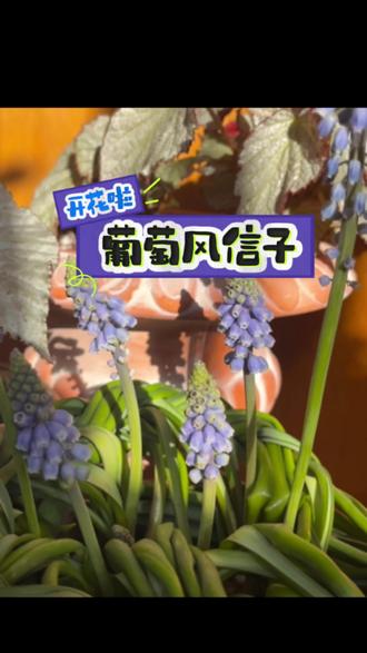 等了好久终于开了,你们的呢 第一年种葡萄风信子,有点喜欢球根了怎么办…再这样下去根本买不完啊。下期更新 #冷知识科普葡萄风信子发型教程,也算种植葡萄风信子的一个乐趣之一了。等都开了,在给花友们看看其他品种
#葡萄风信子 #种球 #种花