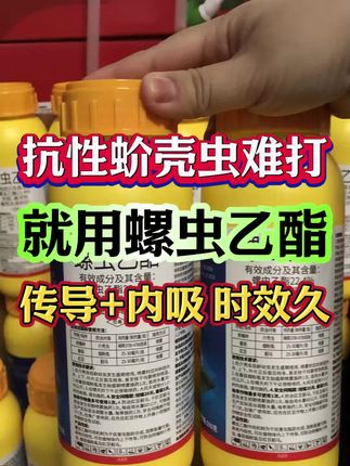 抗性蚧壳虫打不住就用它,虫卵双打#螺虫乙酯 #病虫害防治 #杀虫剂 #介壳虫 #蚧壳虫怎么治
