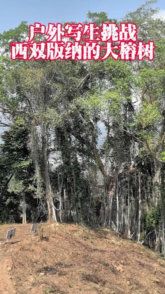 挑战画几百年岁的大榕树#写生#西双版纳#热带雨林#油画#绞杀榕