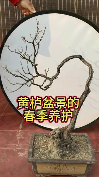 #黄栌盆景#香山红叶黄栌 #盆景艺术