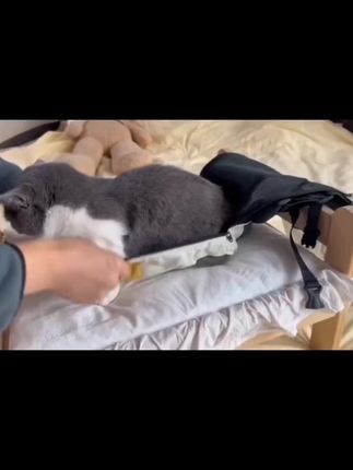 #宠物外出双肩背包#外出猫包#方便又实用 #回头率超高