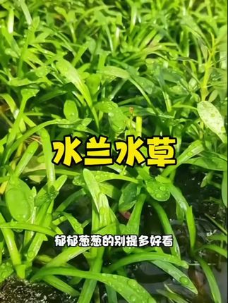 水族爱好者们看过来! 还在为找一款适配水族箱的水草发愁?小水兰水草能让你眼前一亮 **它身姿纤细,叶片嫩绿清新,于水中轻轻舞动,似是一群绿衣小精灵在欢快嬉戏,为水族世界增添了无限生机与灵动。 ,小水兰水草适应性极强,对水质和光照条件要求不高,在普通环境下就能茁壮成长丫,简直是水族养殖新手的福音。#水草 #小水兰 #鱼缸造景 #草缸 #小水兰水草 ,它不仅能美化水族景观,还在默默改善水体环境,释放氧气,为水族生物打造舒适家园。 ,当鱼儿在它的叶片间悠然穿梭,那画面如梦如幻。,别再犹豫,快把小水兰水草请回家,为你的水族箱开启梦幻之旅