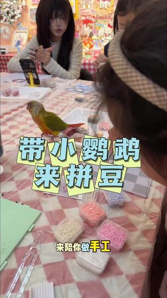 带小鹦鹉来陪我拼豆了#鹦鹉日常#小学生日常vlog