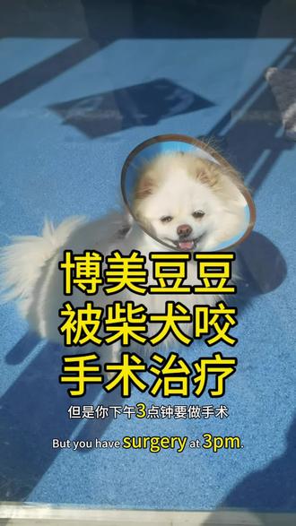 博美豆豆在老家被柴犬咬伤了,镇上没有宠物医院,到县城30公里外宠物医院为它医治#博美宝宝 #博美犬 #宠物医院