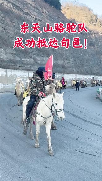 东天山骆驼队成功抵达旬邑!#东天山骆驼队 #丝绸之路
