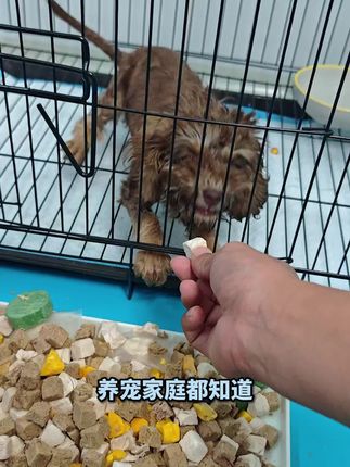 #宠物零食 #萌宠 #宠物吃货 #养宠进阶指南 #vlog十亿流量扶持计划