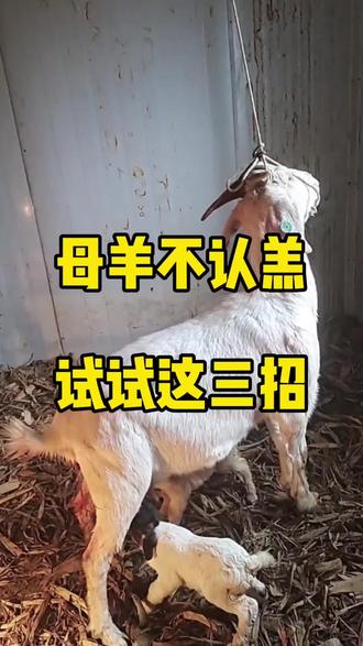 母羊不让羊羔吃奶,你平常怎么解决#母羊#羊羔#养羊人#农村养羊#三农