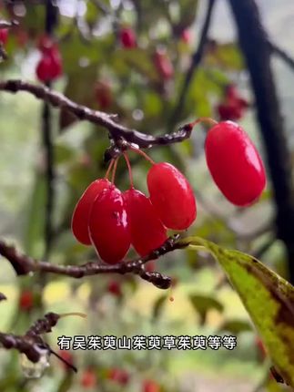 #优质农产品 #新鲜干货 #山茱萸