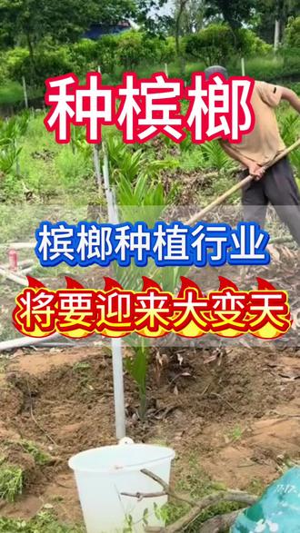 槟榔种植行业将要迎来大变天了#槟榔#槟榔种植技术#槟榔施肥#槟榔高产#三农