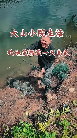 #小院生活日常 #创作者中心 #创作灵感 大山小院生活收地笼抓获一只乌龟#地笼捕鱼 #抓乌龟