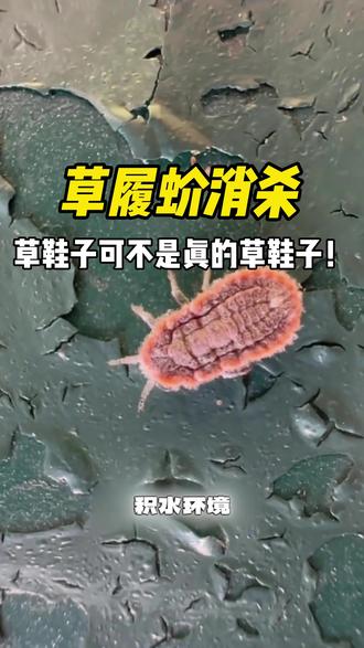 很多人都不知道,路边树上爬的“草鞋子”根本不是草做的小鞋子,而是破坏力极强的草履蚧!
它们密密麻麻吸附在树干上,疯狂吸食树汁,不仅让树木长势衰弱、枯枝落叶,还会顺着墙缝、窗台往家里爬,看着恶心又难清理。
别再徒手抓、用水冲了,根本除不干净!
用上这款专用杀虫喷雾,一喷快速灭杀,源头阻断繁殖。
不管是庭院果树、绿化树木,还是墙面角落,喷一喷,草履蚧全消失,省心又干净,再也不用怕虫害泛滥成灾~#草履蚧#草履蚧防治 #防虫小妙招 #驱虫的重要性