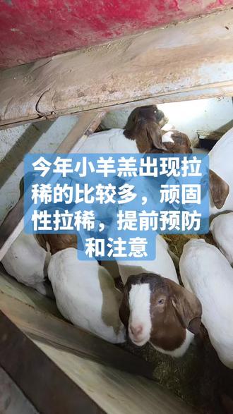 今年小羊羔出现拉稀的多,主要先黄后白,再绿的,七天以后就做三联四防,后期好治疗啊#农村创业养殖 #三农养殖