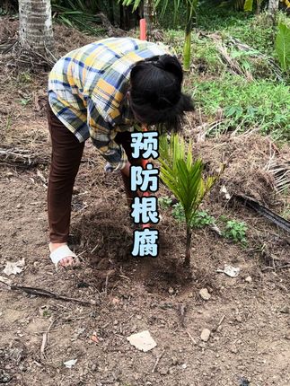 如果你的槟榔也这样,要注意了#根村长肥料
