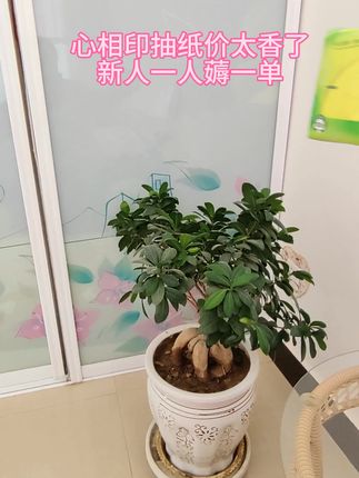 心相印茶语大包抽纸实惠装福利来袭,知道大家不缺纸可它划算呀记得看看价格#心相印 #抽纸 #卷纸 #卫生纸 #心相印抽纸
