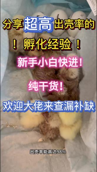 新手小白快快进!蹲大佬来查漏补缺!
分享一下你们的孵化/喂养小技巧吗?
#种蛋#孵化#观赏鸡 #破壳而出的小鸡 #经验分享