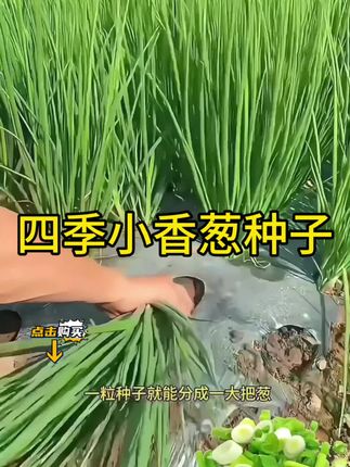 四季小香葱种子#四季小香葱种子 #四季小香葱 #种子 #强烈推荐 #家庭种植