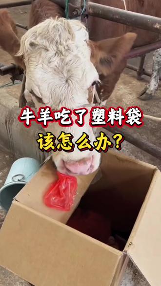 牛羊吃了塑料袋该怎么办?今天教你一招#养牛 #养牛人 #新手养牛 #养牛知识 #养牛技术
