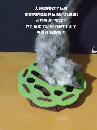 虽然才五块钱,但它开心最重要#宠物vlog #萌宠 #小奶猫 #猫玩具 #小奶猫的成长日记