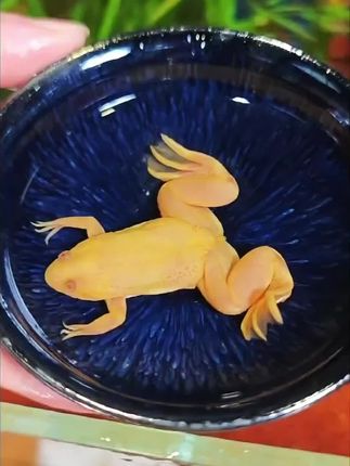 萌趣小金蛙,摆哪都吸睛,呆萌造型、小巧精致超治愈。#治愈性萌宠 #水族 #小金蛙 #鱼缸里的大自然 #养鱼日记