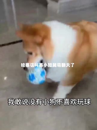 【养宠装备】狗狗玩具铃铛响声解闷磨牙玩具泰迪柯基犬狗狗互动玩具 #柯基 #萌宠 #养狗经验分享 #狗狗玩具