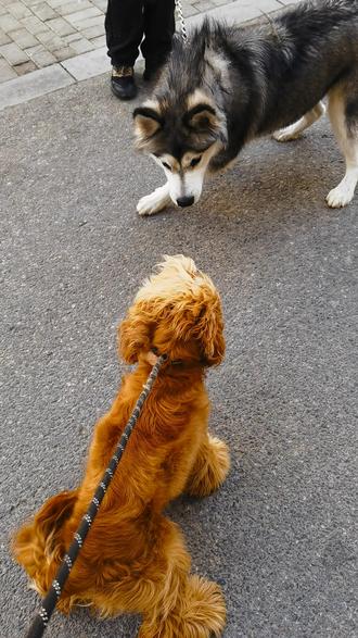 美卡和阿拉斯加相遇了,被大爷夸赞了颜值!#本村最靓的狗 #动物随手拍 #萌宠日常记录随手拍