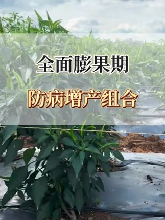 辣椒膨果期,这个配方帮助脱青转色,防病增产#农业种植 #三农 #辣椒种植#辣椒膨大拉长 #辣椒保花保果