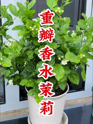 重瓣香水茉莉盆栽 #茉莉花 花色洁白·花香清雅怡人·家里养上一盆满屋飘香·而且非常好养·盆栽地栽都可以·#你心目中唯一纯白的茉莉花是谁 #阳台小院均可种植 #爱生活爱养花 #茉莉