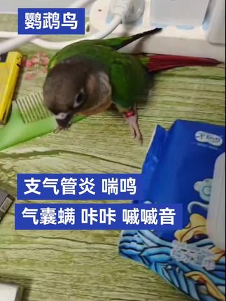 鹦鹉鸟支气管炎喘鸣音和气囊螨咔咔嘁嘁音是有区别的#鹦鹉气管炎 #鹦鹉支气管炎 #鹦鹉气囊螨 #鹦鹉鸟养殖全科 #禽医老葛技术服务中心