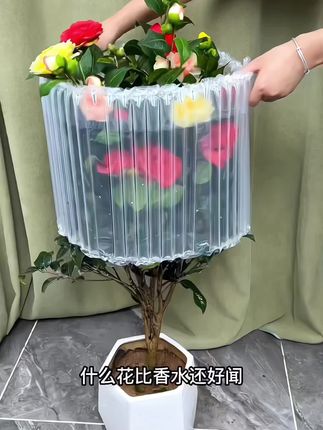 五色赤丹茶花开花特别漂亮,花期长花色艳丽,耐热耐寒,南北方都能种,带花苞发货。#五色赤丹茶花 #家庭养花 #爱生活爱养花 #花卉绿植 #茶花苗