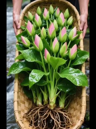 💚救命!被这抹高级绿狠狠拿捏了! ——金钻绿公主也太戳心巴了!叶片油亮似裹着层金箔✨,叶脉自带浮雕感,摆在家里瞬间化身ins风绿植顶流!耐旱好养,新手闭眼冲,10天浇次水就能野蛮生长🌱,空气净化力max!不管是角落孤植还是和其他绿植组CP,都超吸睛👀!快把这抹贵气绿带回家~ #绿植推荐 #金钻绿公主 #家居绿植 #净化空气 #水培植物