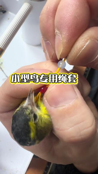 小鸟训练绳精致升级款#黄雀 #小型鸟类 #黄鸟 #小鸟绳套