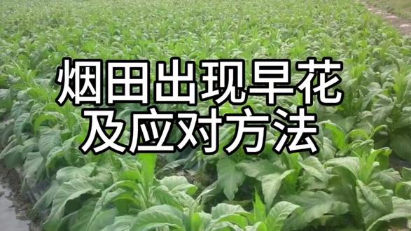 烟田出现早花及应对方法!#烟草知识