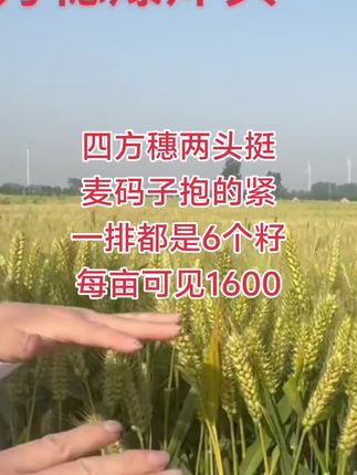 每亩可增产1600!