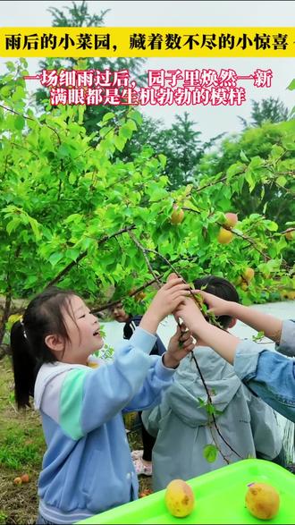 雨后幼儿园,藏着孩子们数不尽的小惊喜✨一场细雨过后,枝头的杏子也染上了成熟的金黄。小短手也能摘到的快乐,比杏儿还甜🍑#让孩子体验采摘的乐趣