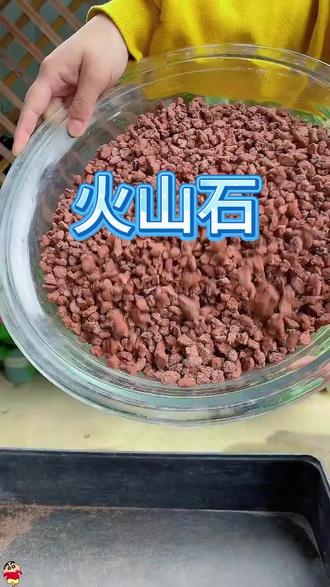 火山石拌土超透气,秒杀价格没得说,质量更好#火山石 #多肉 #爱生活爱养花 #多肉养护技巧和方法
