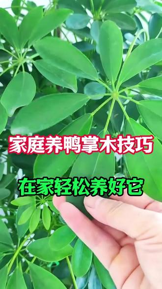 鸭掌木养护技巧 #养花窍门 #鸭掌木 #养护技巧 #花卉绿植